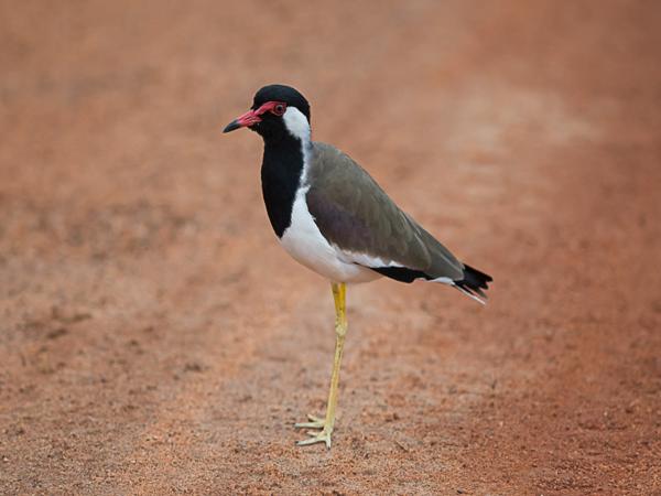 <h3><a href="/trips/srilanka/biota/animalia/chordata/aves/024 charadriiformes/009 charadriidae/vanellus indicus/vanellus indicus-nl.html">Vanellus&nbsp;indicus</a> / Red‑wattled&nbsp;lapwing / Indische&nbsp;kievit</h3>NIKON D500 met AF-S Nikkor 300mm f/2.8G IF-ED VR II, 1/4000 sec  bij F3.2, ISO 800, afstand 7.08&nbsp;m